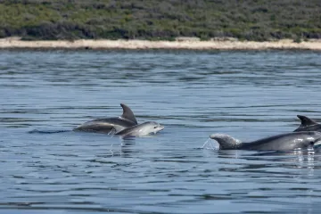 Stručnjaci objasnili ponašanje dupina na viralnom videu koji je obišao svijet: 'Nije samo igra'