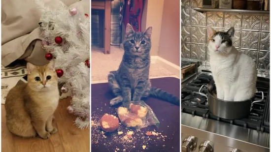 Za&scaron;to mace ovo izvode? Zato &scaron;to im se može! No, svi ti prizori dio su njihova &scaron;arma i razlozi za&scaron;to ih volimo