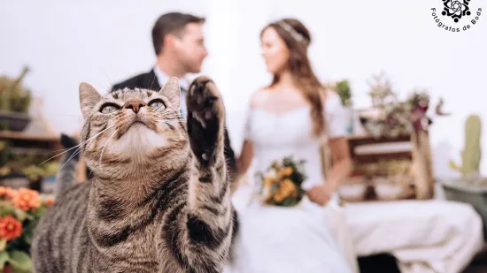 Ovo su najbolje fotografije s vjenčanja: Od bajkovitih prizora do onih koji će vas nasmijati do suza