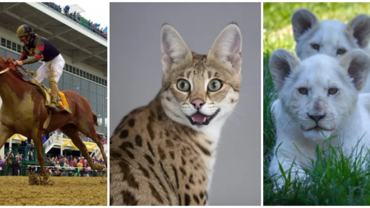 Od kukca, goluba do trkaćeg konja: Ove su najskuplje životinje na svijetu, cijena im je doista paprena