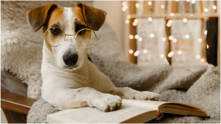 Top 20 najinteligentnijih pasmina: Provjerite je li va&scaron; pas na ljestvici psećih genijalaca