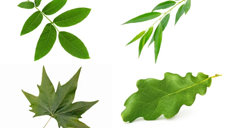 Samo će stručnjaci za biljke prepoznati li&scaron;će ovih vrsta drveća: Pazite, pitanja su zahtjevna