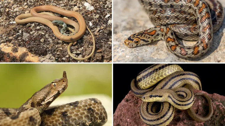 Rije&scaron;i kviz i doznaj može&scaron; li prepoznati sve zmije koje žive na području Hrvatske