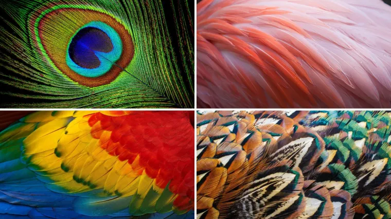 Može&scaron; li prepoznati sve vrste ptica samo prema uzorku pera? Provjeri svoje znanje na kvizu