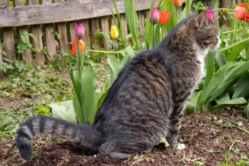 Spriječite mačke da obavljaju nuždu u vrtu: 'Ovo je učinkovita barijera'