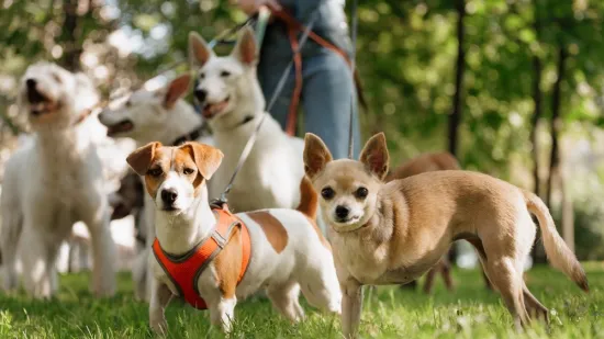 Koliko je pametan va&scaron; pas? Ovako se različite pasmine rangiraju po inteligenciji