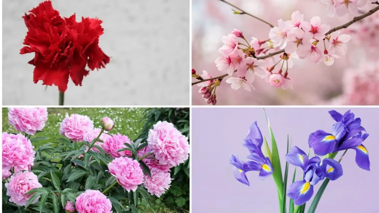 Samo će pravi kvizomani znati koji su nacionalni cvjetovi ovih država