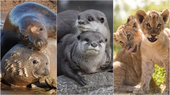 Okice, osmjesi i &scaron;ape oko vrata: Ovi preslatki zagrljaji rastopit će i ona najtvrđa srca