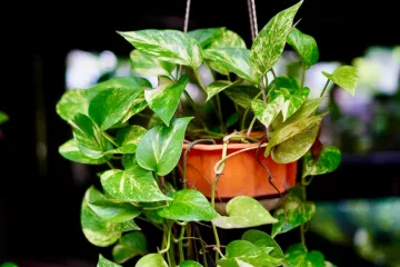 Ovo je jedna od najotpornijih sobnih biljaka: Raste čak i kad sve druge propadnu