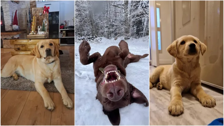 Velike crne oči i predivna gusta dlaka: Te&scaron;ko je odoljeti fotografijama va&scaron;ih labradora