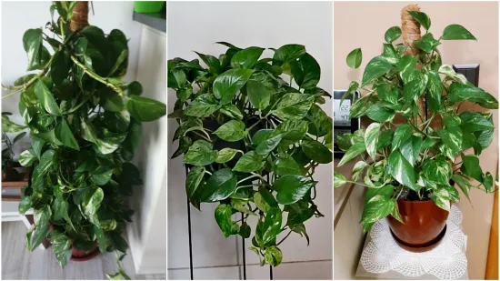 Otporni srcoliki listovi: Donosimo fotografije va&scaron;ih predivnih zlatnih puzavaca