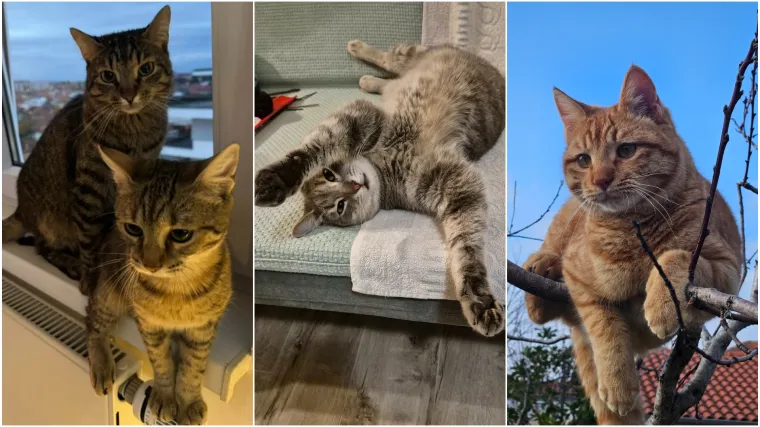 Najdraži životni suputnici: Poslali ste tisuće fotografija, te&scaron;ka smo srca izdvojili njih 100