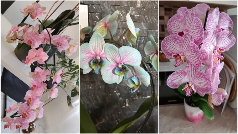 Elegantne i egzotične: Neke žive i do sto godina, a ovo su va&scaron;e fotografije