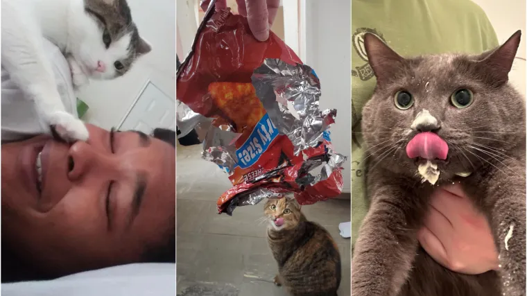 Čisti neodoljivi teroristi: Tako to izgleda kada mace podemone i odluče da će po svome