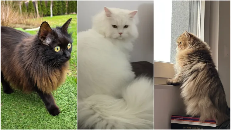 Aristokratkinja mačjeg svijeta: Ovo su va&scaron;e prekrasne perzijske mačke