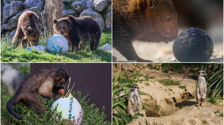 Pisanice su hit u zagrebačkom ZOO-u! Pogledajte kako ih tamane medvjedi, majmuni i ostala družina