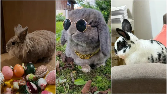 Topli i inteligentni: U moru čupavih u&scaron;iju i &scaron;apica, jedva smo izdvojili 40 fotografija