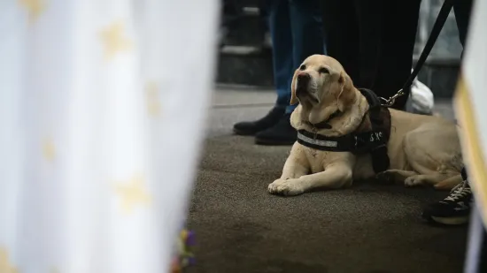 Na pogrebu Vujo&scaron;eviću i njegova labradorica: Potresni detalj pokazuje posebnu ljubav između njih